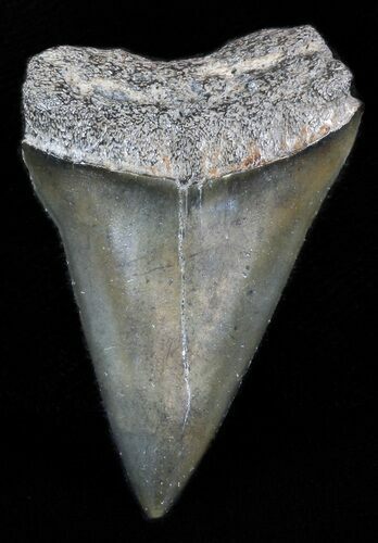Fossil Mako Shark Tooth - South Carolina #47267